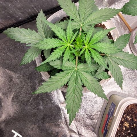 Lemon Wonder Automatic growlog timeline photo
