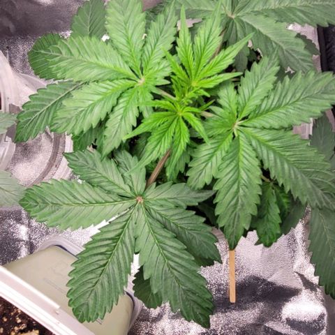 Lemon Wonder Automatic growlog timeline photo
