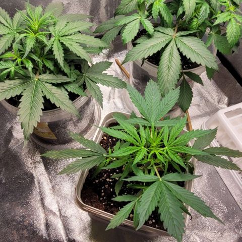 Lemon Wonder Automatic growlog photo: Blüte start?