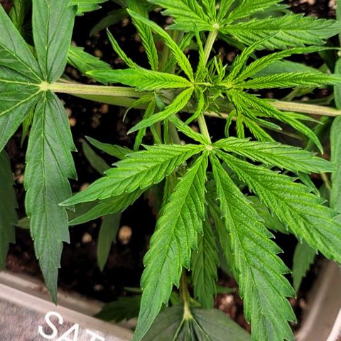 Lemon Wonder Automatic growlog photo: Blüte start?