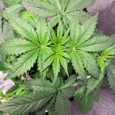 Lemon Wonder Automatic growlog photo: Blüte start?