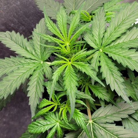 Lemon Wonder Automatic growlog photo: Blüte start?