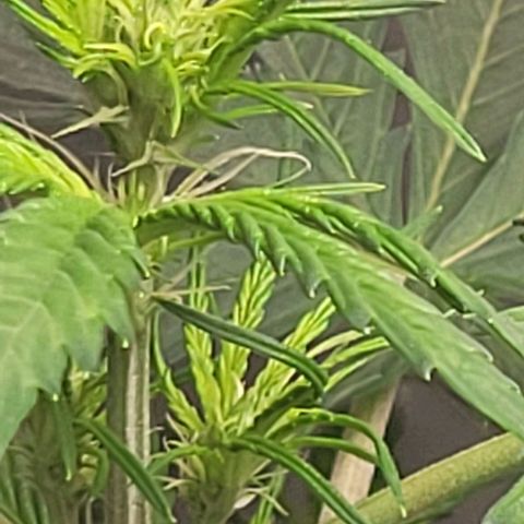 Lemon Wonder Automatic growlog photo: Start in die Blütezeit 
Abluft mit akf heute installiert