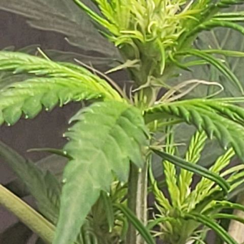 Lemon Wonder Automatic growlog photo: Start in die Blütezeit 
Abluft mit akf heute installiert
