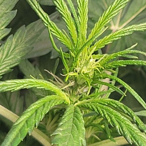 Lemon Wonder Automatic growlog photo: Start in die Blütezeit 
Abluft mit akf heute installiert