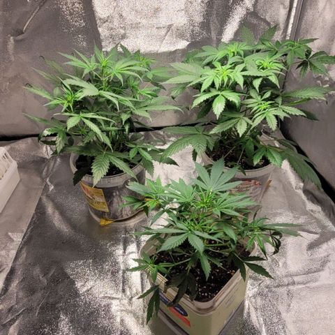 Lemon Wonder Automatic growlog photo: Start in die Blütezeit 
Abluft mit akf heute installiert