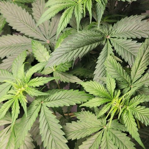 Lemon Wonder Automatic growlog timeline photo