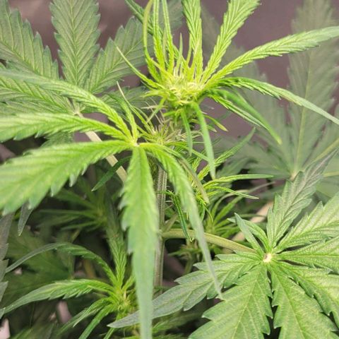 Lemon Wonder Automatic growlog timeline photo