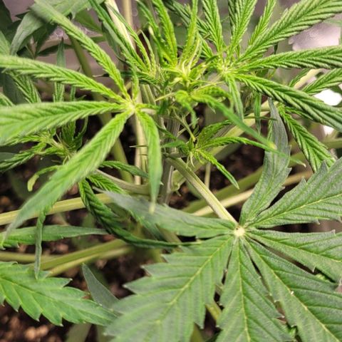 Lemon Wonder Automatic growlog timeline photo