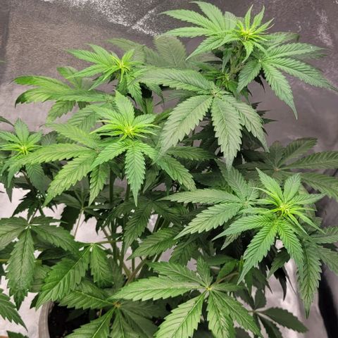 Lemon Wonder Automatic growlog timeline photo