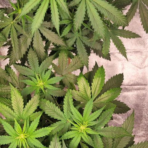 Lemon Wonder Automatic growlog timeline photo
