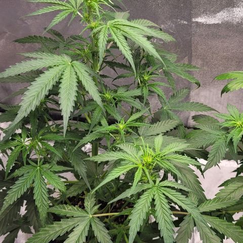 Lemon Wonder Automatic growlog timeline photo