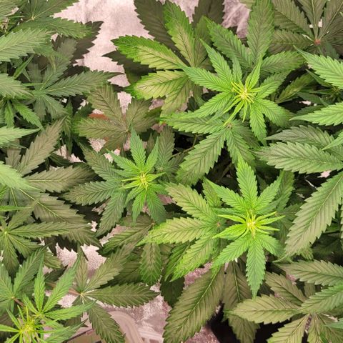 Lemon Wonder Automatic growlog timeline photo