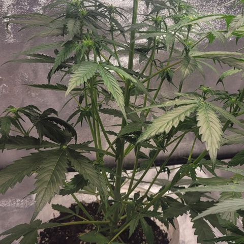 Lemon Wonder Automatic growlog timeline photo