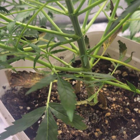 Lemon Wonder Automatic growlog timeline photo