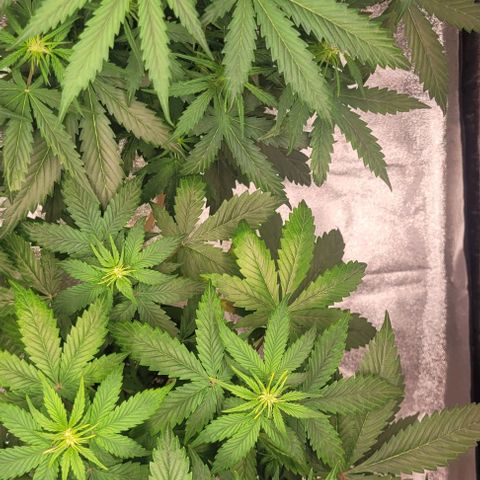 Lemon Wonder Automatic growlog timeline photo