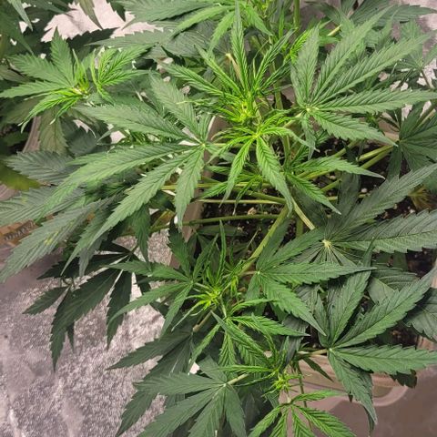 Lemon Wonder Automatic growlog timeline photo