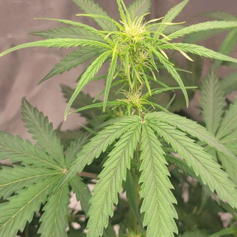 Lemon Wonder Automatic growlog timeline photo