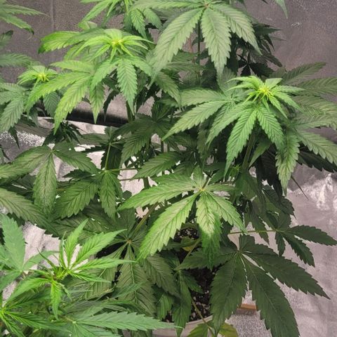 Lemon Wonder Automatic growlog timeline photo