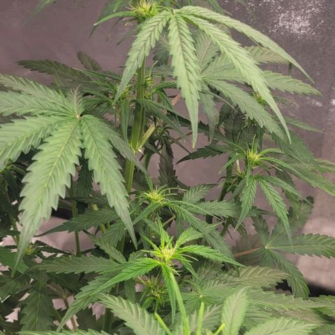 Lemon Wonder Automatic growlog timeline photo