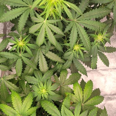 Lemon Wonder Automatic growlog timeline photo