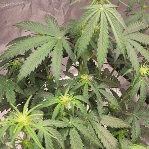 Lemon Wonder Automatic growlog timeline photo