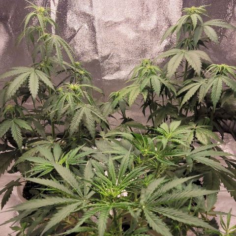 Lemon Wonder Automatic growlog timeline photo