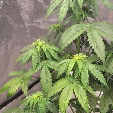 Lemon Wonder Automatic growlog timeline photo