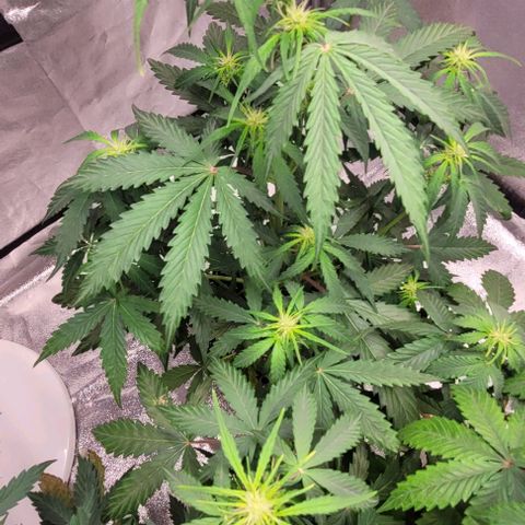 Lemon Wonder Automatic growlog photo: Blätter hängen weil das Licht gerade erst an gemacht wurde