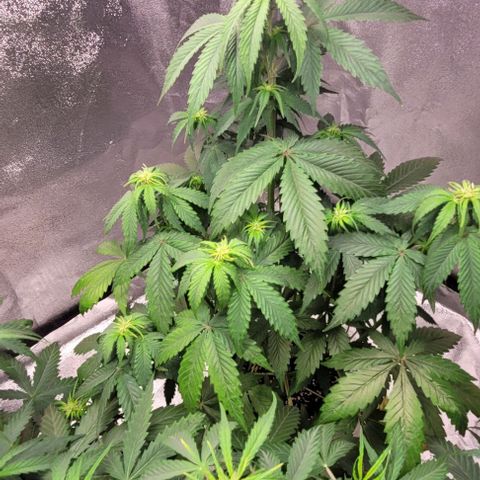 Lemon Wonder Automatic growlog photo: Blätter hängen weil das Licht gerade erst an gemacht wurde