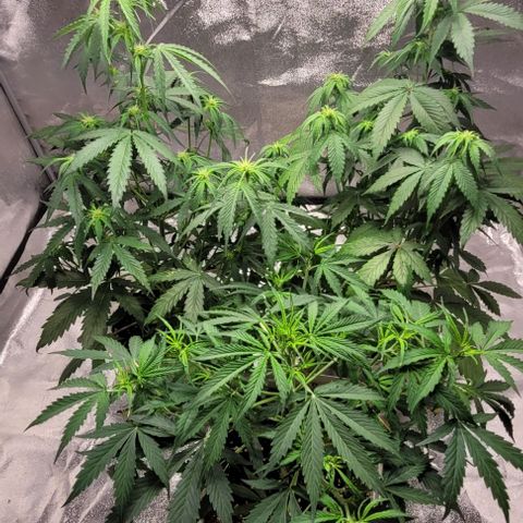 Lemon Wonder Automatic growlog photo: Blätter hängen weil das Licht gerade erst an gemacht wurde
