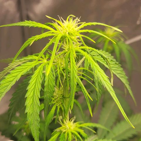 Lemon Wonder Automatic growlog photo: Blätter hängen weil das Licht gerade erst an gemacht wurde