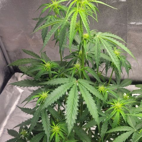 Lemon Wonder Automatic growlog timeline photo