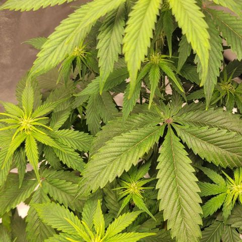 Lemon Wonder Automatic growlog timeline photo