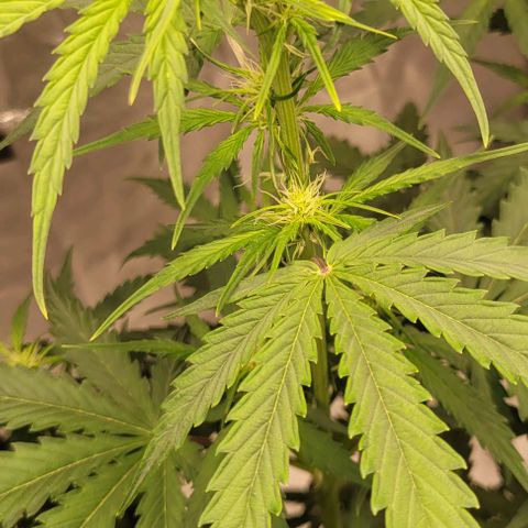 Lemon Wonder Automatic growlog timeline photo
