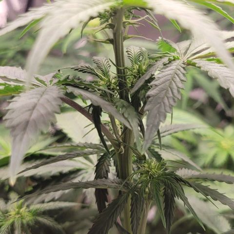 Lemon Wonder Automatic growlog timeline photo