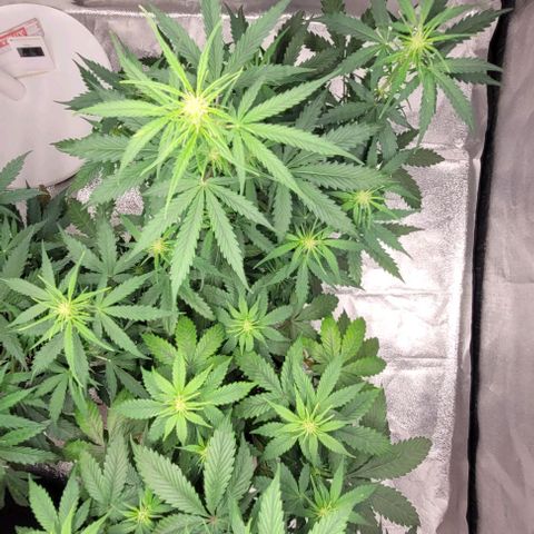 Lemon Wonder Automatic growlog timeline photo