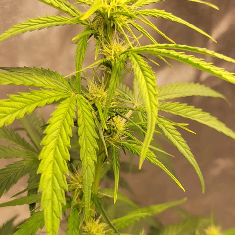 Lemon Wonder Automatic growlog timeline photo