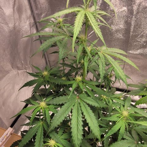 Lemon Wonder Automatic growlog timeline photo