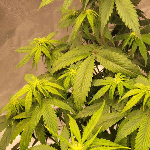 Lemon Wonder Automatic growlog timeline photo