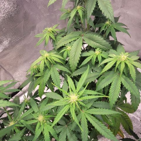 Lemon Wonder Automatic growlog timeline photo