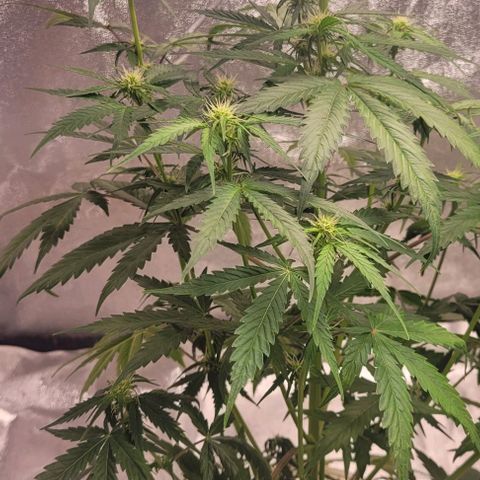 Lemon Wonder Automatic growlog timeline photo