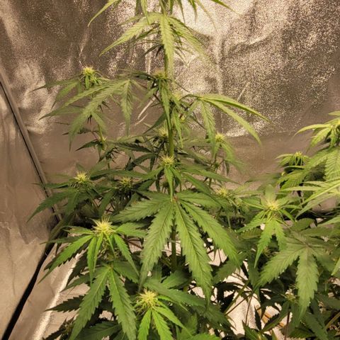 Lemon Wonder Automatic growlog timeline photo