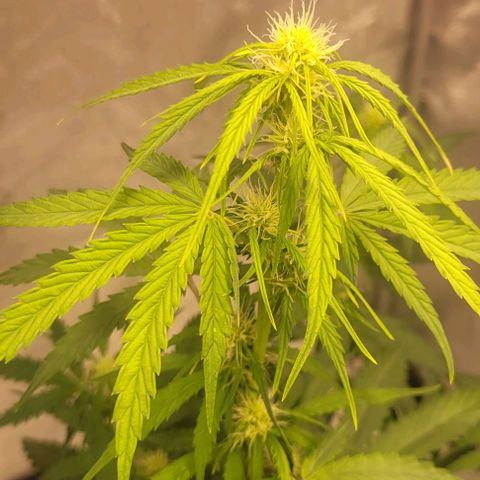 Lemon Wonder Automatic growlog timeline photo