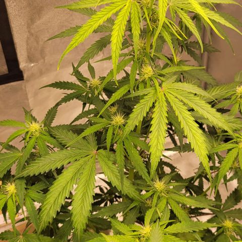 Lemon Wonder Automatic growlog timeline photo