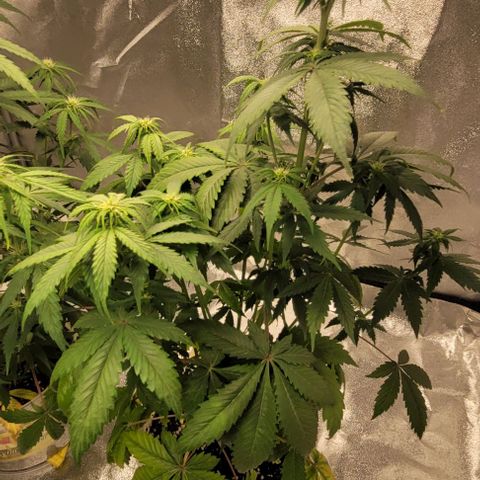 Lemon Wonder Automatic growlog timeline photo