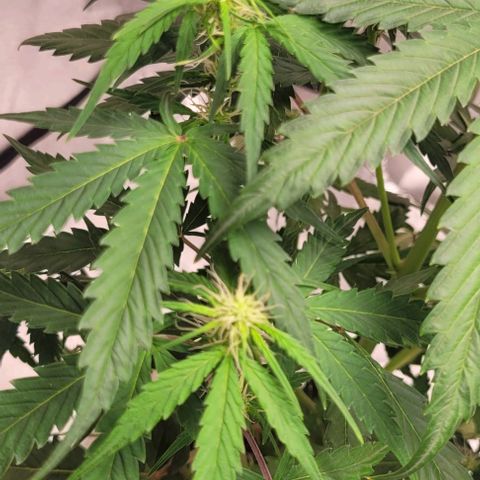 Lemon Wonder Automatic growlog timeline photo