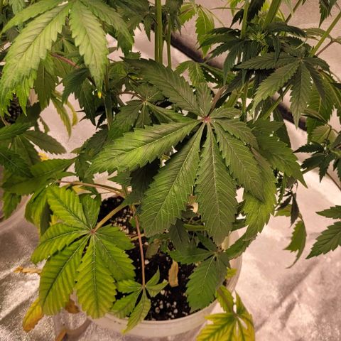 Lemon Wonder Automatic growlog photo: Unnötige fächerblätter werden nach und nach abgeworfen