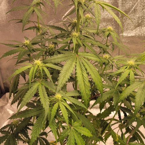 Lemon Wonder Automatic growlog photo: Unnötige fächerblätter werden nach und nach abgeworfen