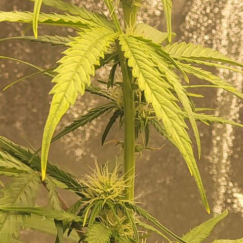 Lemon Wonder Automatic growlog timeline photo